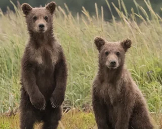 Two brown bear cubs