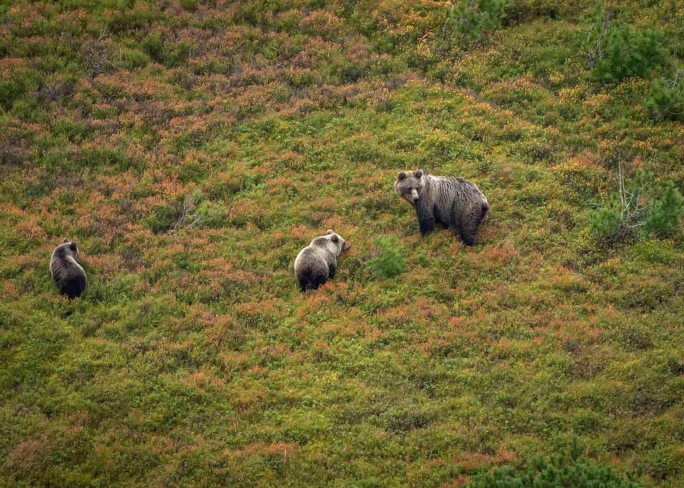Best Bear Watching Destinations in Europe